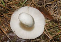 Russula vesca